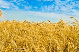 تحقق ۷۵ درصدی برنامه تولید بذر گندم در استان بوشهر