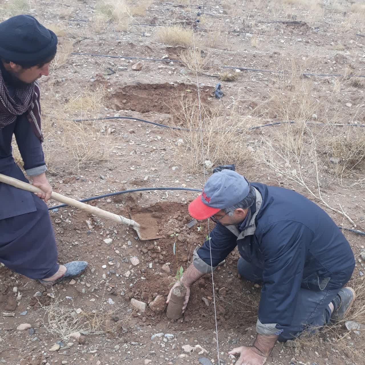 استفاده از پساب فاضلاب در توسعه و احیای پوشش سبز در اراضی بیابانی قم