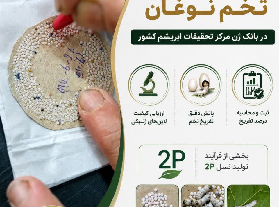 آغاز عملیات تخصصی درصدگیری تفریخ تخم نوغان