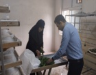 مرحله دوم فعالیت های مرتبط با حفظ و نگهداری ذخایر ژنتیکی کرم ابریشم در مرکز تحقیقات ابریشم کلید خورد.