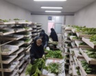 مرحله دوم فعالیت های مرتبط با حفظ و نگهداری ذخایر ژنتیکی کرم ابریشم در مرکز تحقیقات ابریشم کلید خورد.