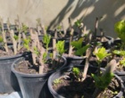 حرکت نوین برای صیانت از ذخایر ژنتیکی توت