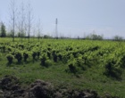 پایش سیستماتیک و شناسایی ارقام بومی در توتستان‌های مرکز تحقیقات ابریشم کشور