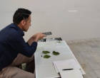 پایش سیستماتیک و شناسایی ارقام بومی در توتستان‌های مرکز تحقیقات ابریشم کشور