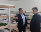 بررسی عملیات تکثیر لاین‌های اجدادی در بانک ژن مرکز تحقیقات ابریشم کشور