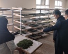 بررسی عملیات تکثیر لاین‌های اجدادی در بانک ژن مرکز تحقیقات ابریشم کشور