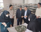 بررسی عملیات تکثیر لاین‌های اجدادی در بانک ژن مرکز تحقیقات ابریشم کشور