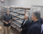 بررسی عملیات تکثیر لاین‌های اجدادی در بانک ژن مرکز تحقیقات ابریشم کشور