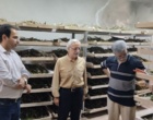 چهره ماندگار علمی گیلان مهمان مرکز تحقیقات ابریشم کشور شد