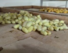 پشتوانه حفظ نژادهای بومی و ذخایر ژنتیکی نوغان