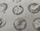 تولید نسل اجداد کرم ابریشم در بانک ژن ملی و آغاز چرخه تأمین تخم نوغان مورد نیاز صنعت نوغانداری ایران
