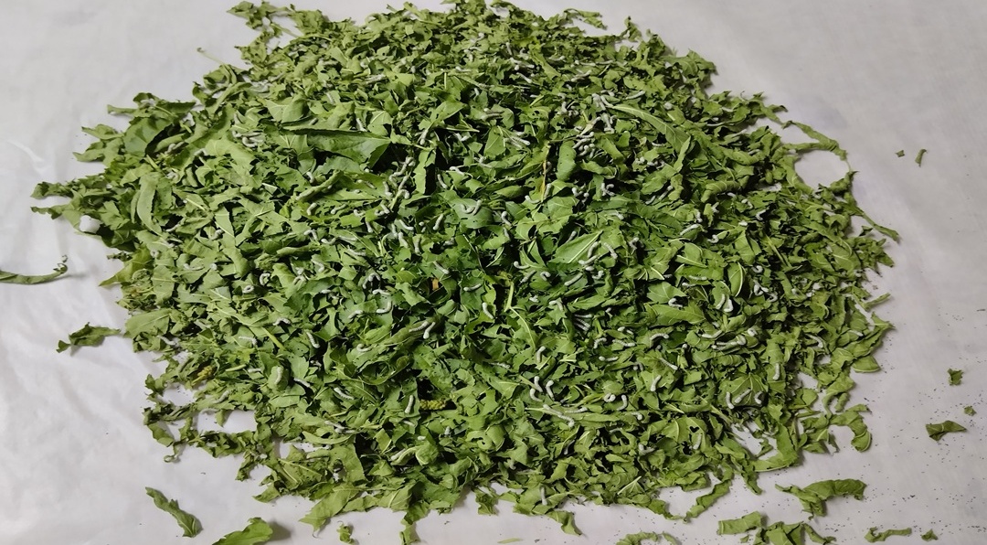پرورش ابریشم