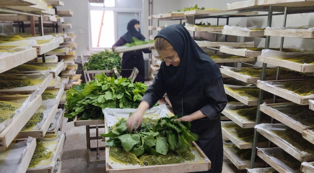 پرورش ابریشم