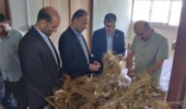 آغاز برداشت پیله‌های تخم نوغان اجداد ۳P در مرکز تحقیقات ابریشم کشور