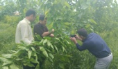 پایش سیستماتیک و شناسایی ارقام بومی در توتستانهای مرکز تحقیقات ابریشم کشور
