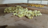 رنگین کمان ژنتیکی نوغان در بانک ژن کرم ابریشم کشور