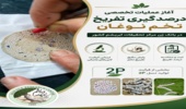 آغاز عملیات تخصصی درصدگیری تفریخ تخم نوغان در بانک ژن مرکز تحقیقات ابریشم کشور