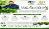مدیریت علمی باغ‌های توت؛ پیش‌شرط حیاتی برای جهش تولید و پایداری در صنعت نوغانداری کشور