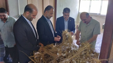 آغاز برداشت پیله‌های تخم نوغان اجداد ۳P در مرکز تحقیقات ابریشم کشور