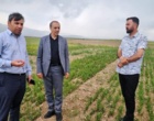 توسعه کشت پاییزه؛ گامی مؤثر برای افزایش بهره‌وری دیمزارهای اردبیل