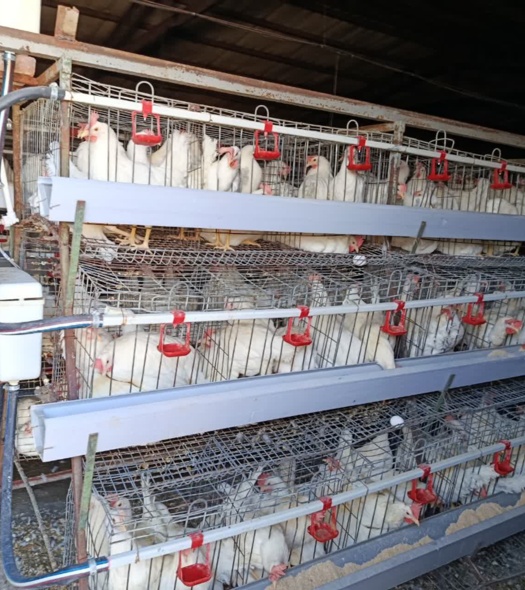 مدیریت علمی، کلید کاهش ضایعات در مرغداری‌ها