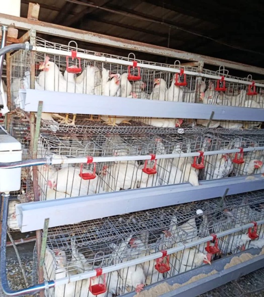 ارتقای بهره‌وری و کیفیت تخم‌مرغ با اجرای برنامه‌های علمی امکان‌پذیر است