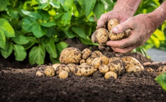 افزایش کارایی مصرف آب؛ با آرایش کاشت جدید سیب‌زمینی