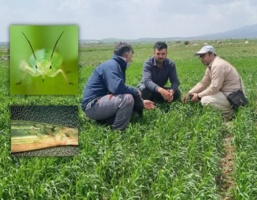 وبینار تخصصی مدیریت آفات غلات در دیمزارها