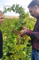 تولید ۳۰ هزار اصله نهال انگور موندراپ در استان اردبیل