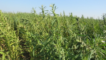 تحول در کشاورزی ایران با معرفی ارقام جدید کنجد «ناشکوفا»