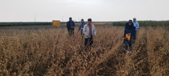 گامی برای خودکفایی؛ ثبت ارقام هسته‌ای سویا برای کاهش وابستگی به واردات