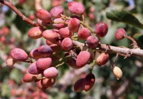 کشت نهالهای پسته وحشی میکوریزی راهکاری برای مقابله با تغییر اقلیم در اردبیل