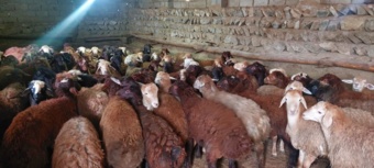 پرواربندی علمی برهها، محرک توسعه اقتصادی در مناطق روستایی