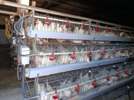 مدیریت علمی، کلید کاهش ضایعات در مرغداریها