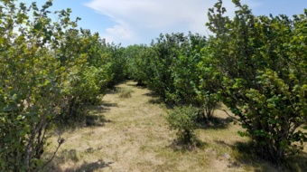 مهارت‌افزایی ۷۰ نفر در استان اردبیل برای تحقق طرح یک میلیارد درخت