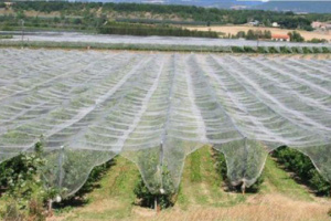 پوشش‌دار کردن باغات، روشی جامع برای مقابله با سرمازدگی