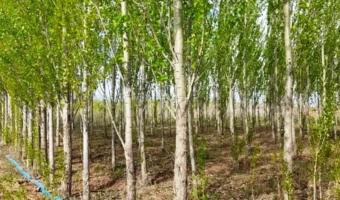کاهش ۶۵ درصدی مصرف آب در زراعت چوب با اجرای آبیاری نوین در اردبیل