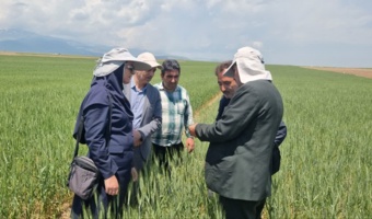 ارزیابی ارقام جدید گندم دیم؛ گامی برای افزایش بهره‌وری دیم‌زارهای استان اردبیل