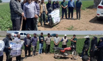 کنترل و مدیریت سفیدک دروغین سیب‌زمینی؛ گامی موثر برای کاهش خسارت مزارع