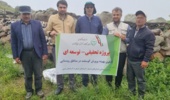 بهبود ۱۵ درصدی تولید بره در گله‌های روستایی و عشایری سبلان