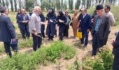 پژوهشگران اردبیلی بر توسعه گیاهان دارویی و زراعت چوب با رویکرد بهره‌برداری پایدار تأکید کردند
