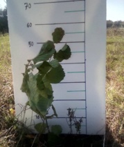 افزایش درصد استقرار وزنده‌مانی نهال‌های فندق با استفاده از قارچ‌های میکوریزی