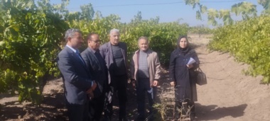 عدم هرس به‌موقع و تغذیه نادرست، علل اصلی عدم رنگ‌گیری انگورها