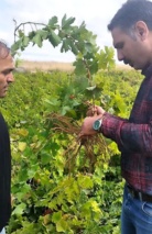 تولید ۳۰ هزار اصله نهال انگور موندراپ در استان اردبیل