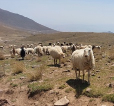 طرح تحقیقی- توسعه‌ای سه‌سالۀ برای ارتقای بهره‌وری پرورش دام سبک اجرا می‌شود