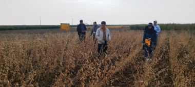 گامی برای خودکفایی؛ ثبت ارقام هسته‌ای سویا برای کاهش وابستگی به واردات