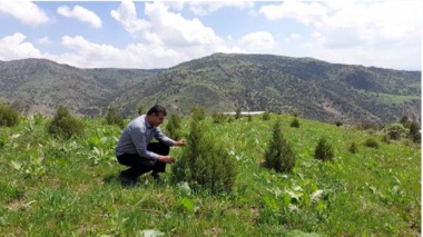 ارس، گونه‌ای کلیدی برای بازسازی جنگل‌های تخریب‌شده در برابر تغییرات اقلیمی