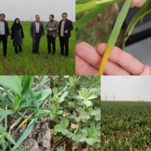 زنگ زرد و قهوه‌ای به گندم‌زارهای پارس‌آباد رسید/ طغیان آفات در یونجه و سیر