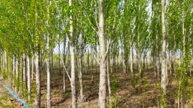 کاهش ۶۵ درصدی مصرف آب در زراعت چوب با اجرای آبیاری نوین در اردبیل