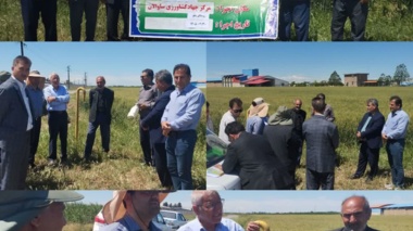 روز مزرعه گندم در پارس‌آباد با محوریت انتقال دانش فنی به گندمکاران پیشرو